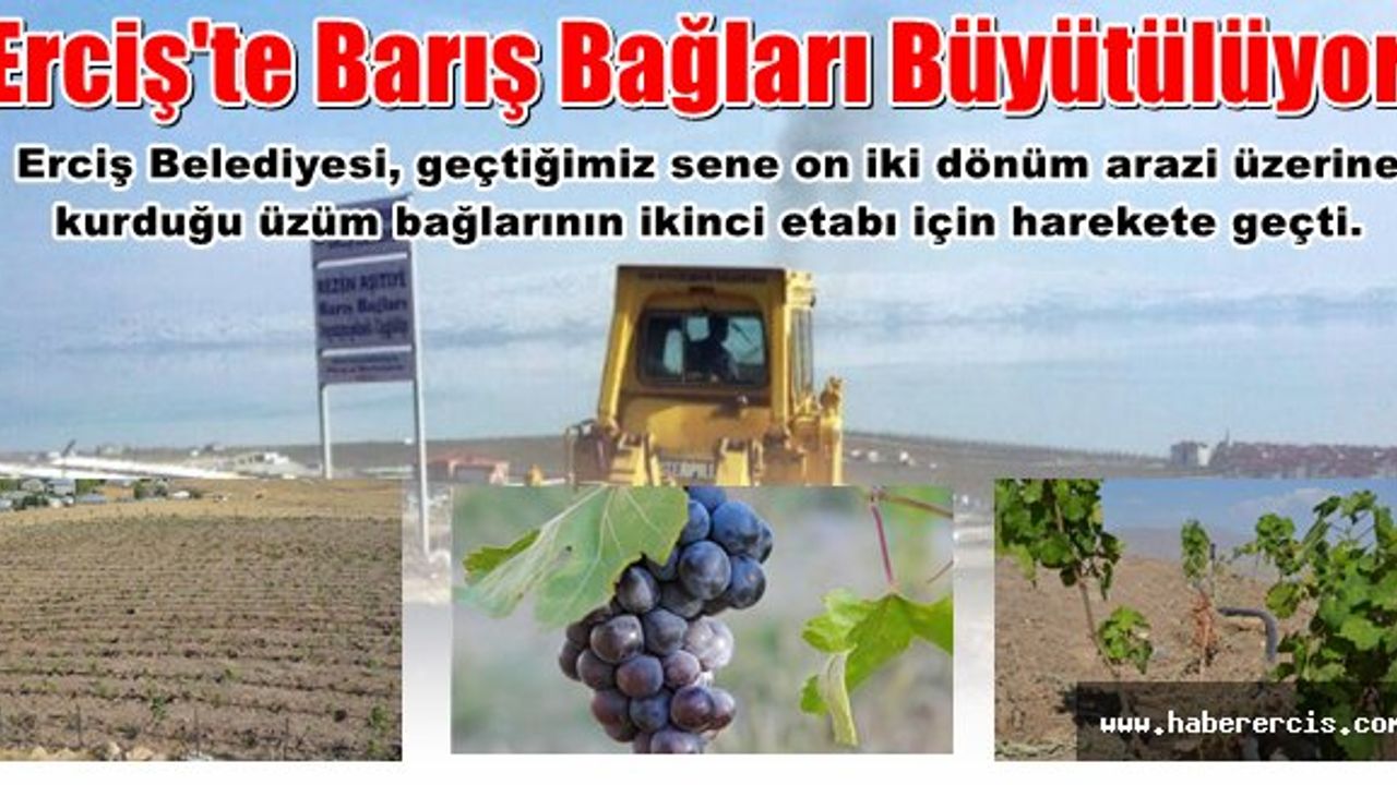 Erciş'te Barış Bağları Büyütülüyor