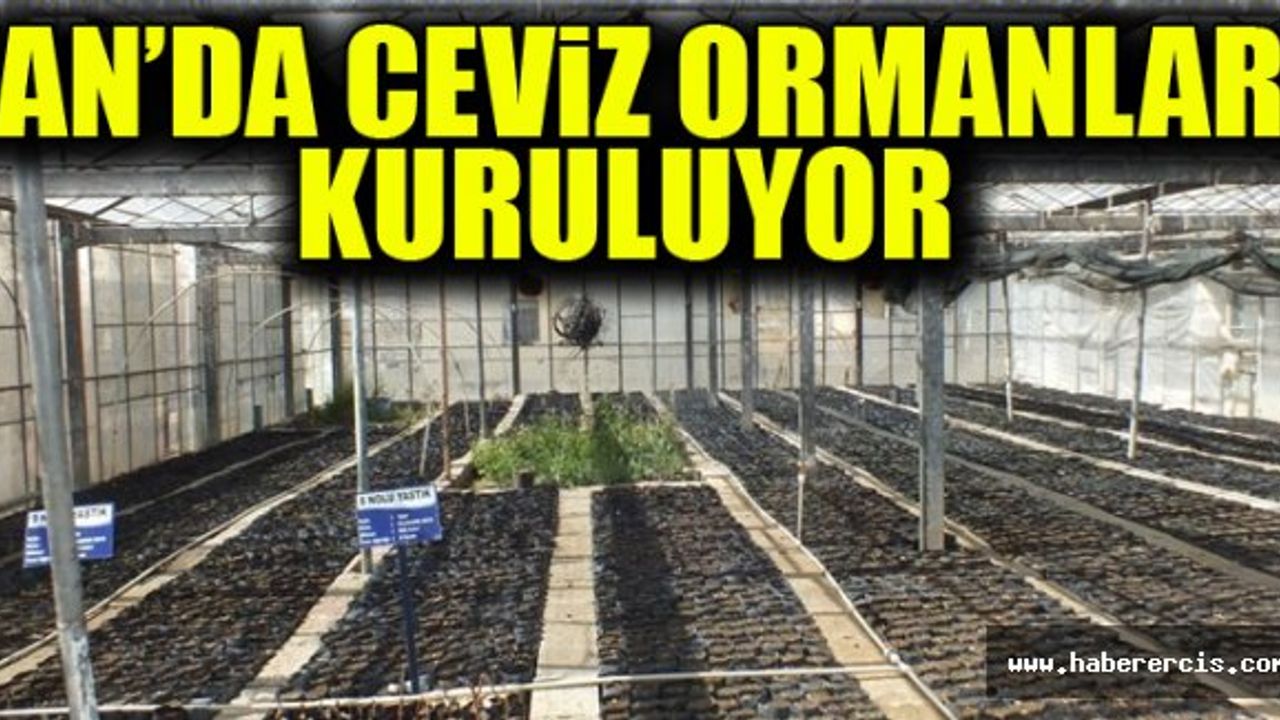 Van'da Ceviz Ormanları Kuruluyor