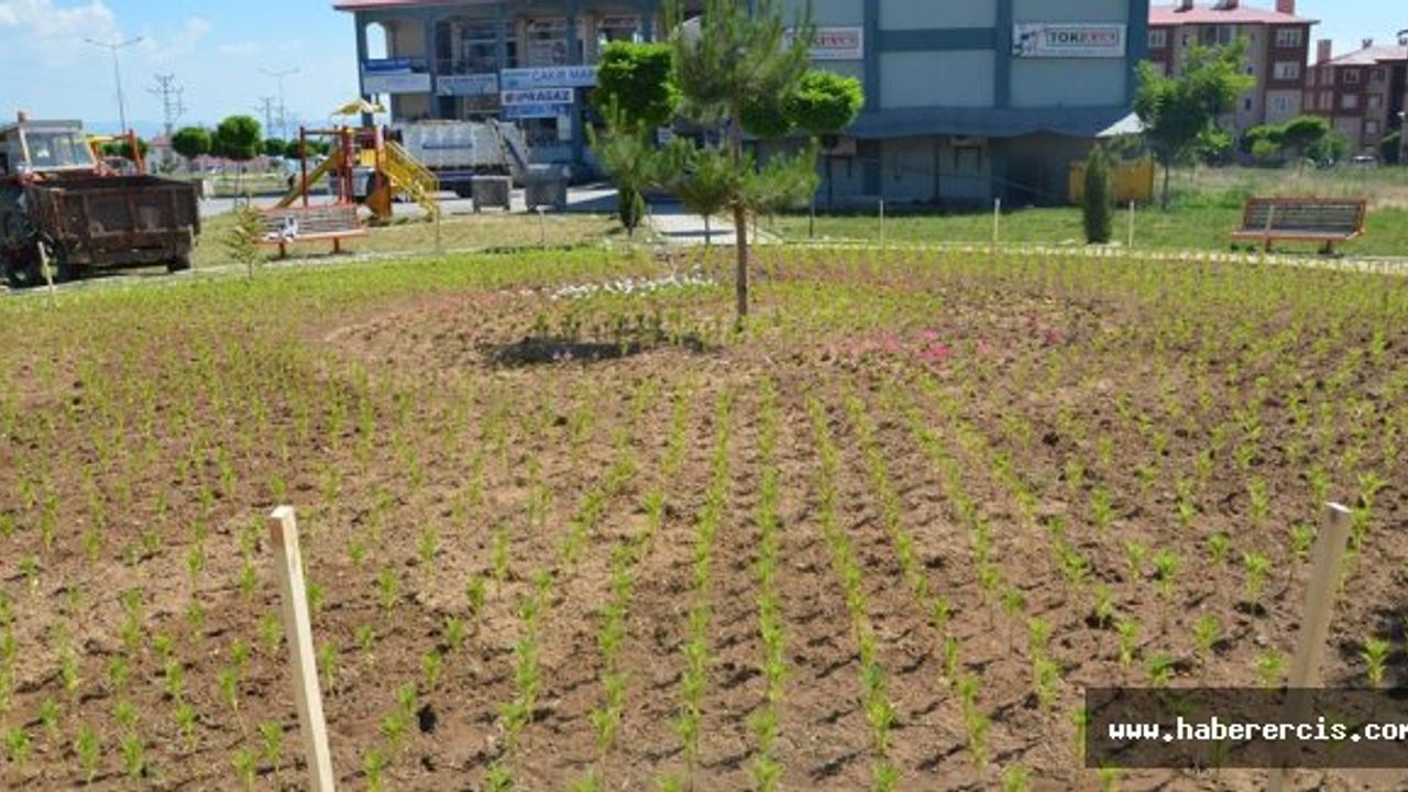 Erciş'te yeşillendirme çalışmaları sürüyor