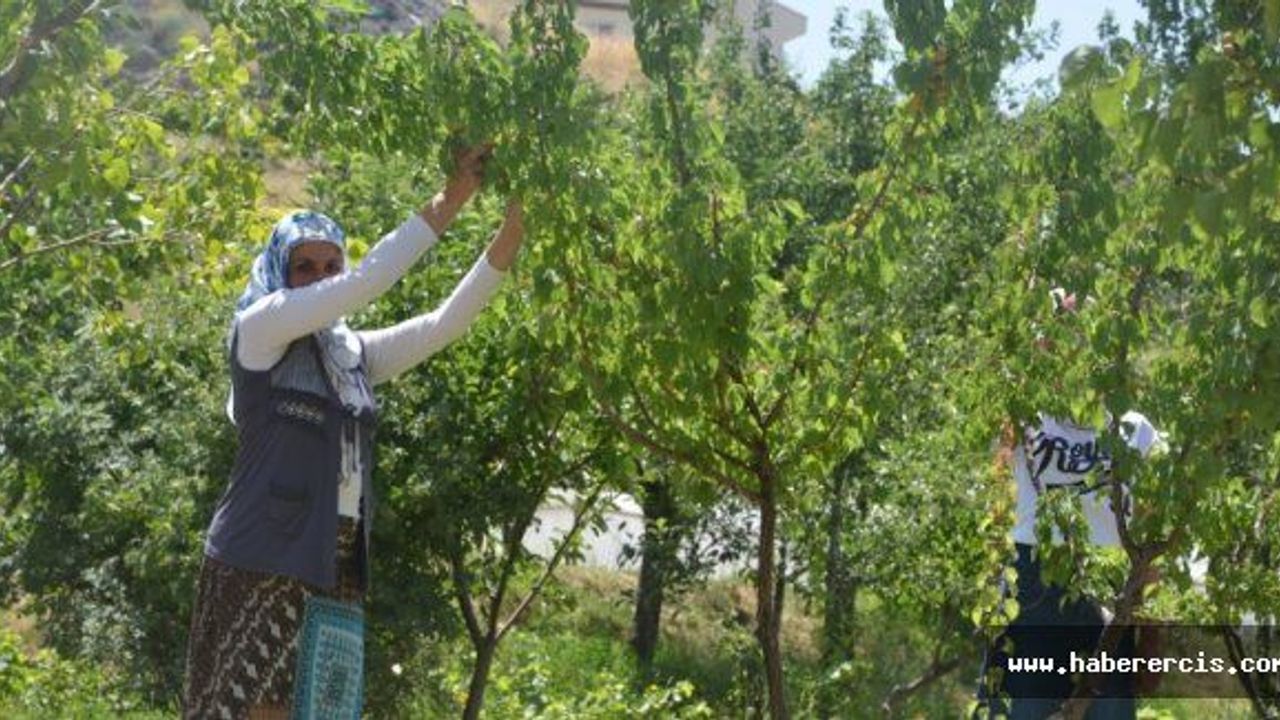 Erciş'te kadınlar komünal ruhla üretiyor