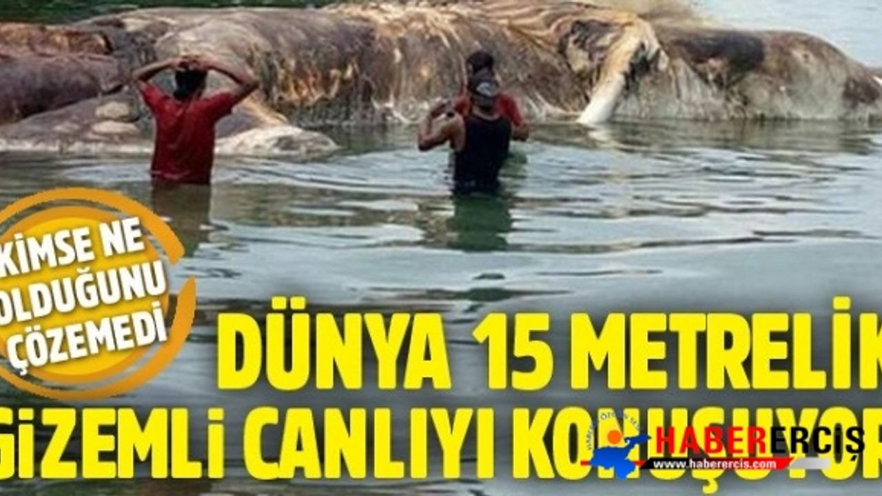 Dünya Endonezya'da karaya vuran gizemli canlıyı konuşuyor