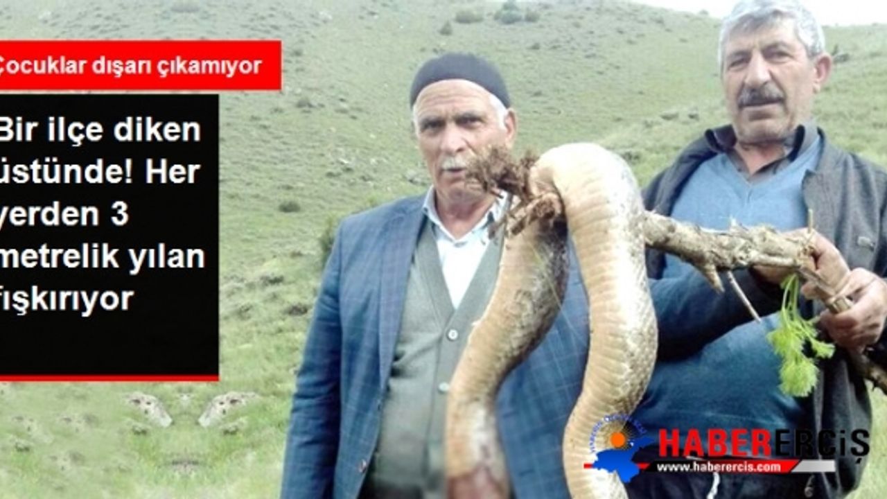 Üç Metrelik Engerek Yılanları Vatandaşın Korkulu Rüyası Oldu