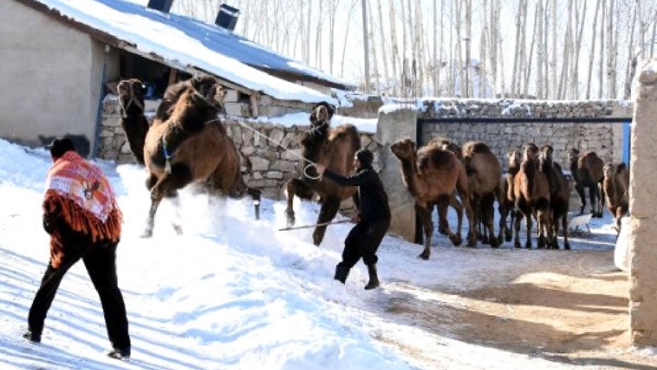 Güreşçi develere Van'da 2 bin 500 rakımda kar üstünde idman