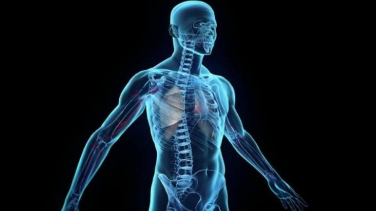 İnsan vücudunda yeni bir organ keşfedildi