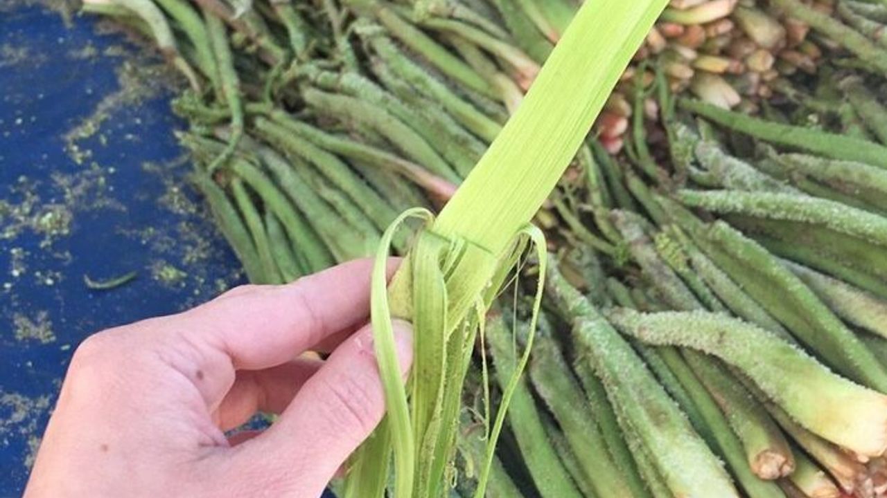 Van'da Uçkun Toplarken Kayalıklarda Mahsur Kalan Çocuklar Kurtarıldı
