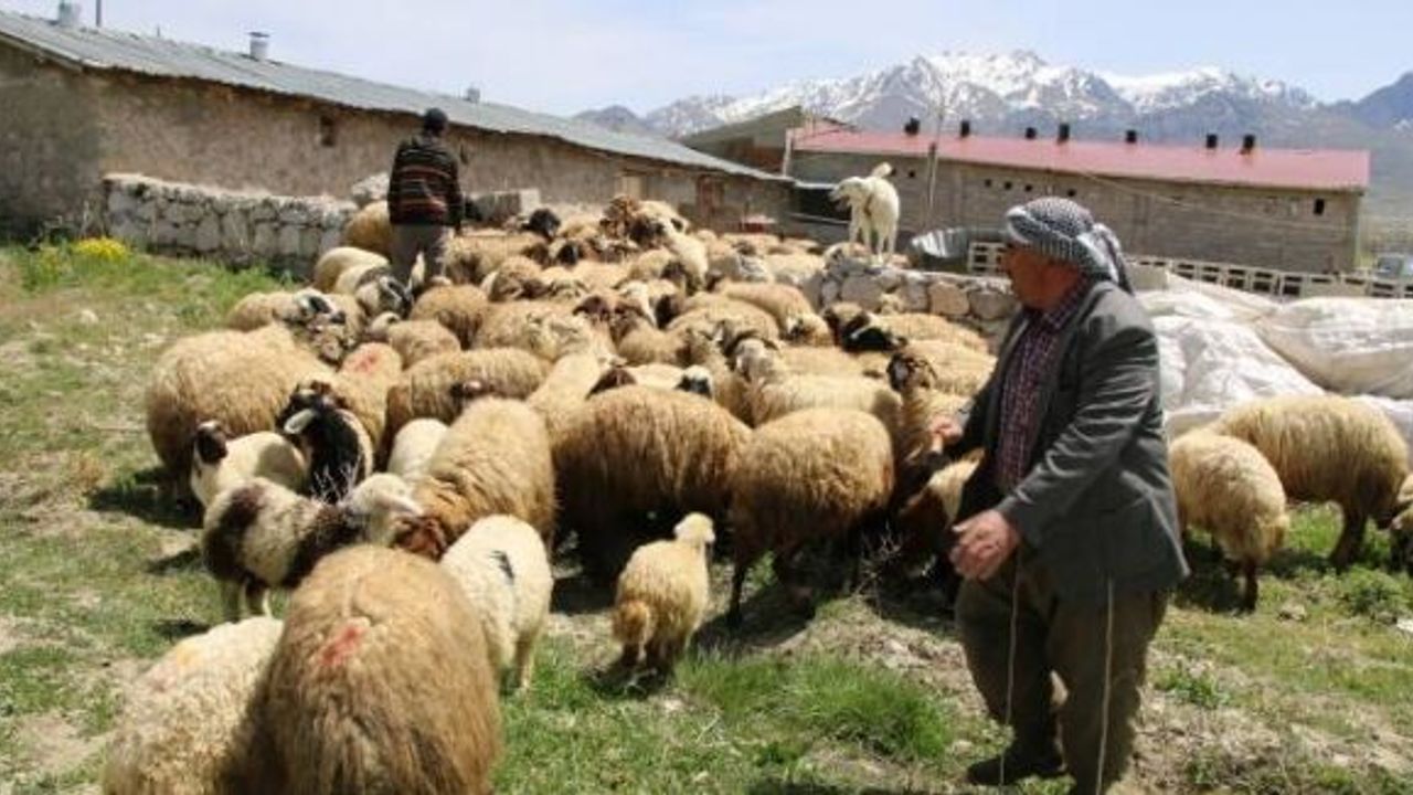 Van'da Yayla yasakları kalkmazsa hayvanlarını satacaklar