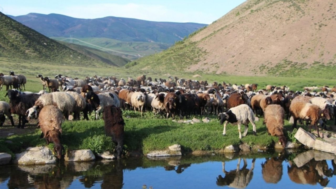 Vanlı çiftçiler: Koyun değil yayla yasaklarının kalkmasını istiyoruz