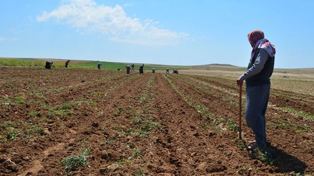 Van'da 35 yıllık (ırgat) tırpancı Coşan: Tek umudum ellerim ve kollarım