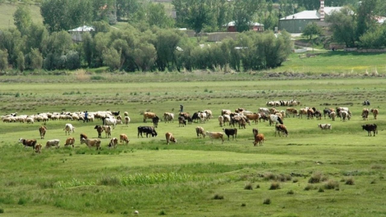 Bayram yaklaşıyor:Yayla ve mera yasakları Van'da Kurban'lıkları nasıl etkiledi