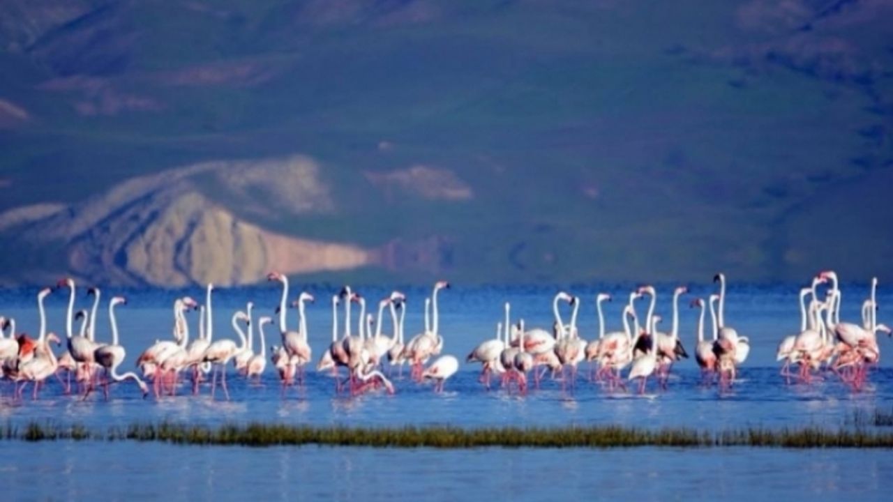 Van'da Flamingoların göç yolculuğu başladı