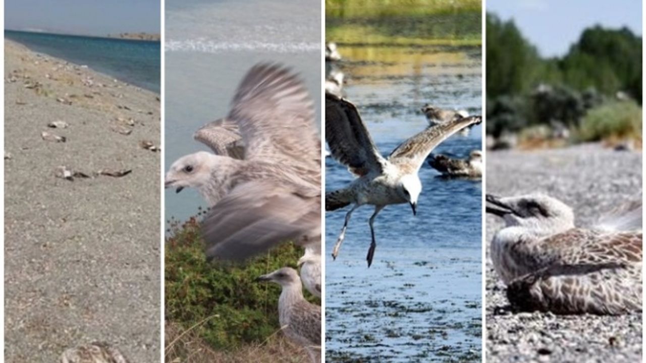 Van ve Erciş'te kuş ölümleri devam ediyor