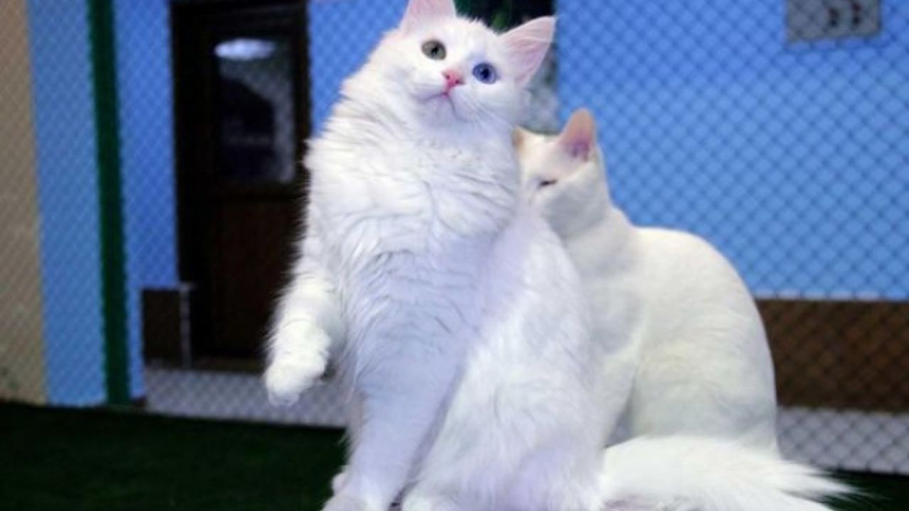 Van kedilerinin nesli tükenmekte:  'Satılmasından yana değiliz'