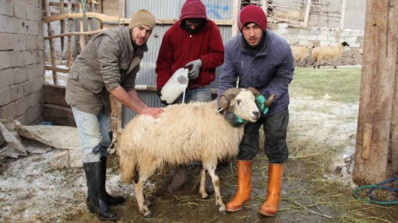 Van'da Eksi 20 derecede su banyosu