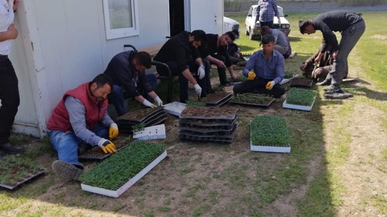 Erciş Belediyesi 60 Bin çiçek yetiştirdi