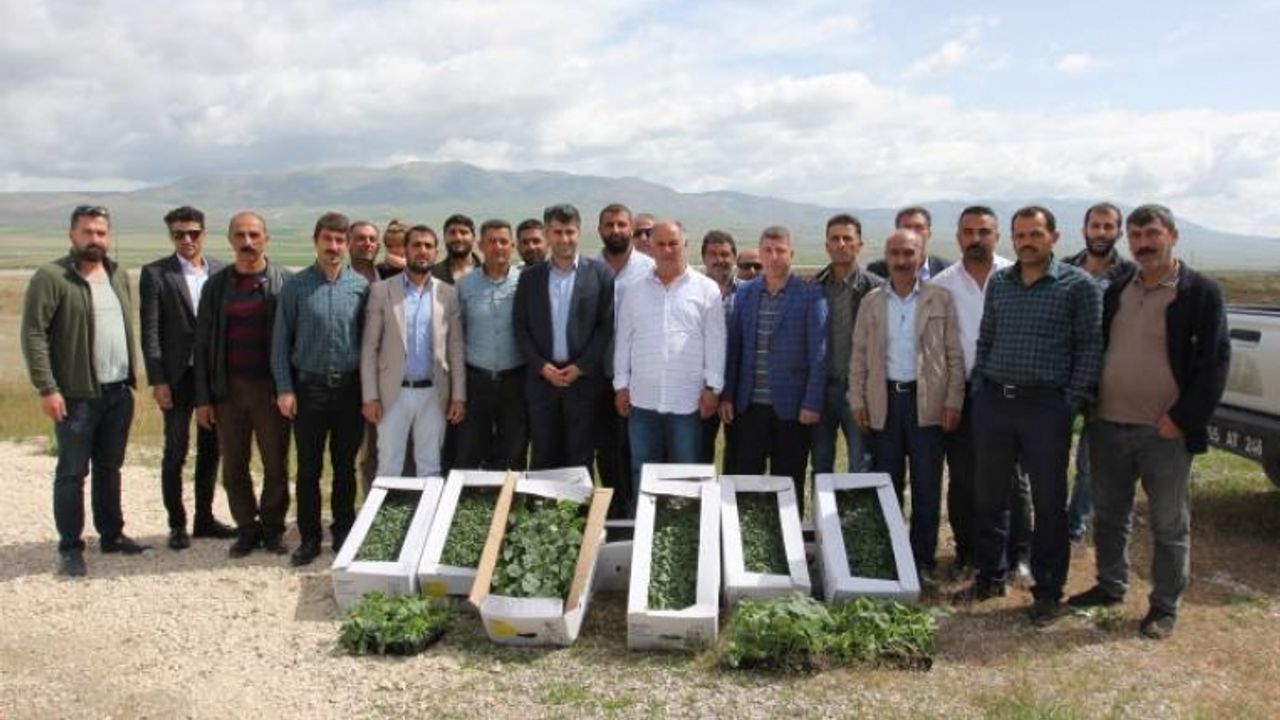 İpekyolu Belediyesi'nden çiftçilere sebze fidesi desteği
