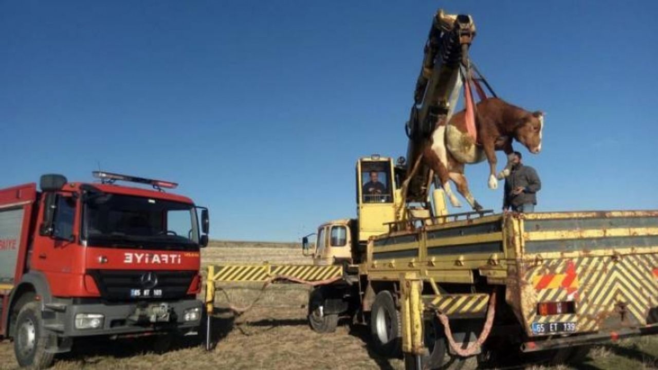 Van'da Çukura düşen inek kurtarıldı