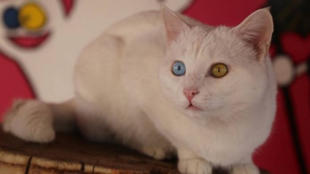 Van kedisini şehir dışına çıkarmak neslinin tükenmesine neden oluyor