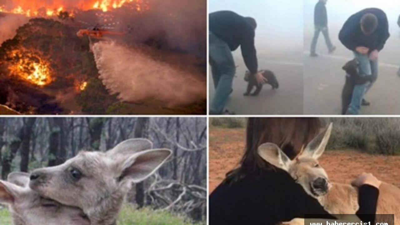 Avustralya'da yangın kontrol altına alınamıyor! 500 milyon hayvan öldü, 23 kişi hayatını kaybetti