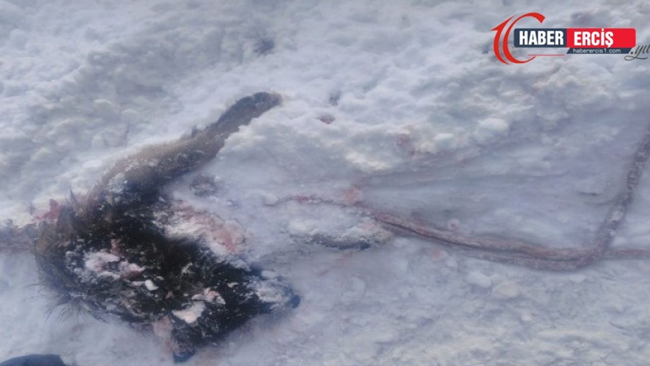Başkale'de yiyecek arayan kurtlar köpeği parçaladı