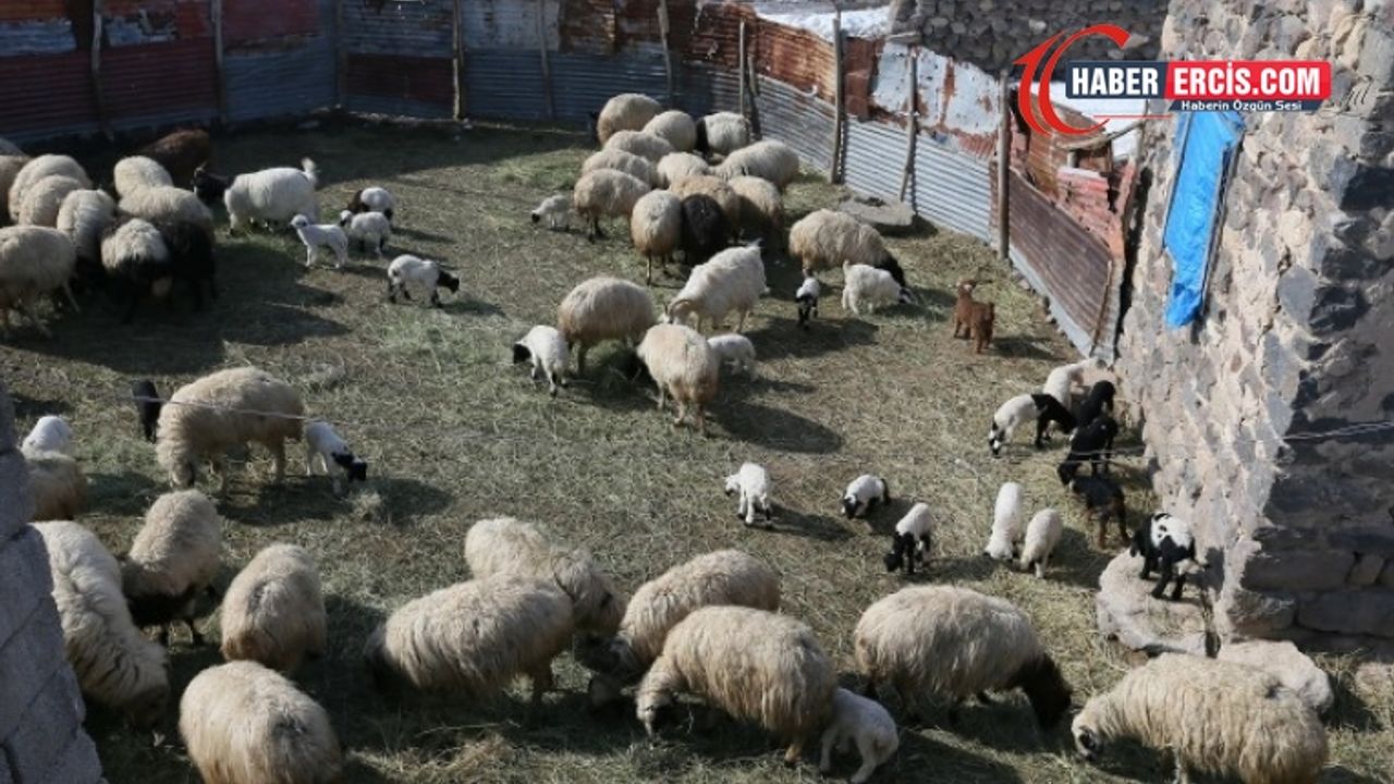 Depremin annesiz bıraktığı kuzular ölümle karşı karşıya