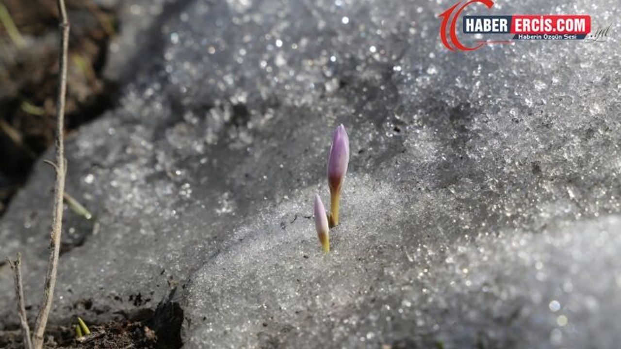 Van'da Karları delerek yükselen çiğdem (pivok) çiçeği baharı