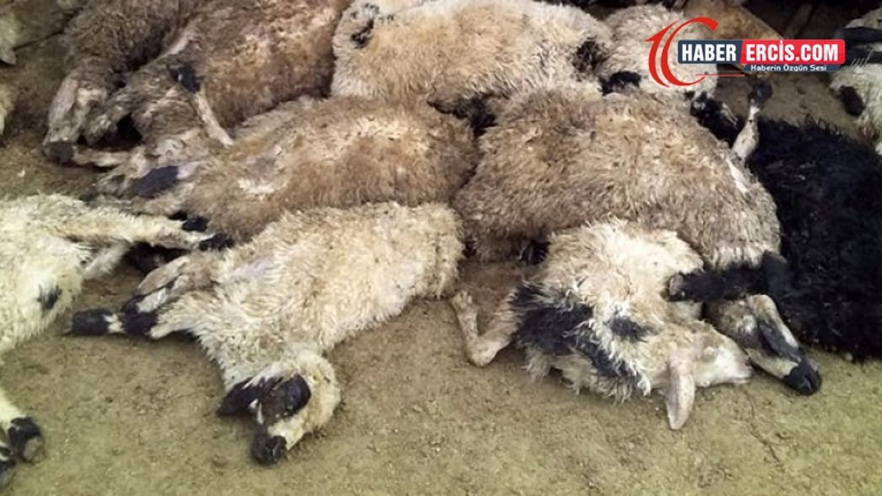 Aç kalan Kurtlar,  200 bin lira değerinde 120 koyunu telef etti