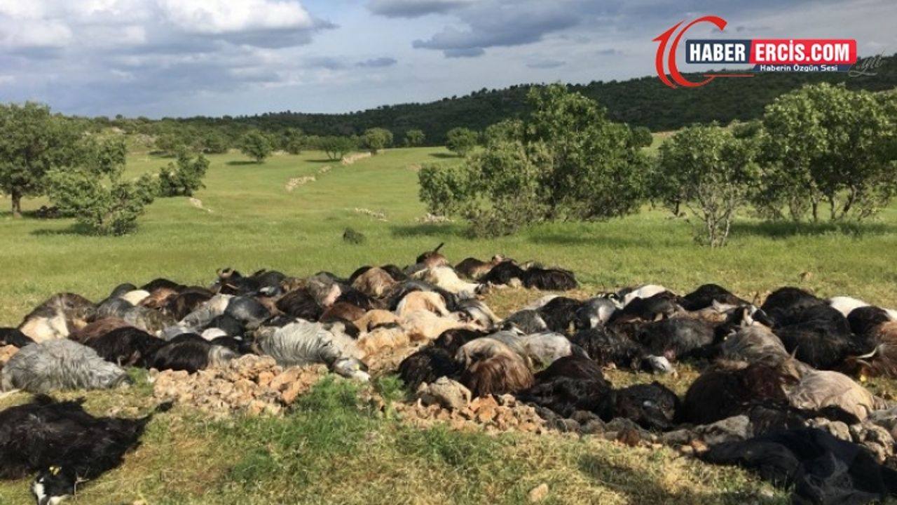 Bir çoban ve 150 keçi öldü