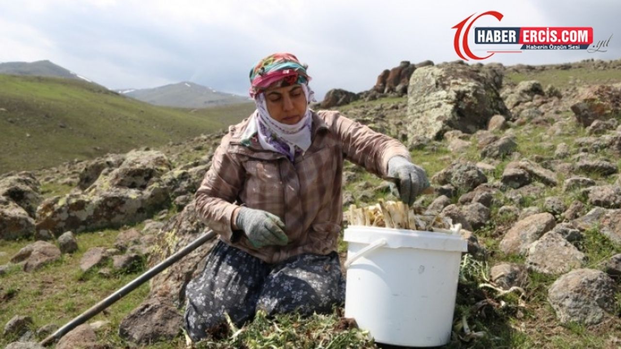 Dört mevsim tüketilen kenger zamanı