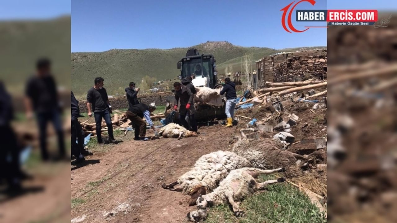Van'da Fırtına çatıları uçurdu: Birçok hayvan öldü