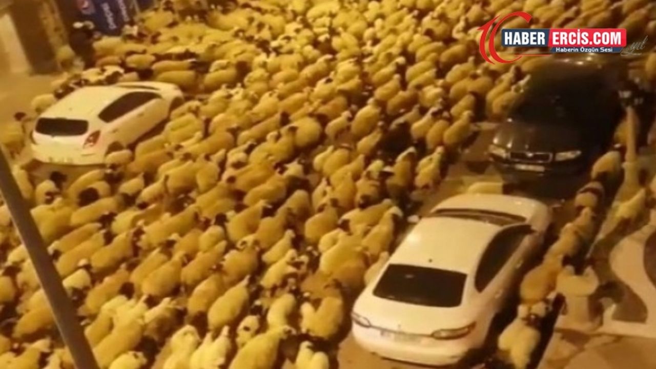 Van'da Koyun sürüsünü caddeden geçirdi diye ceza kesildi