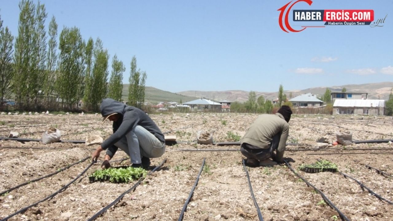 Van'da Üreten bir toplum için organik tarım