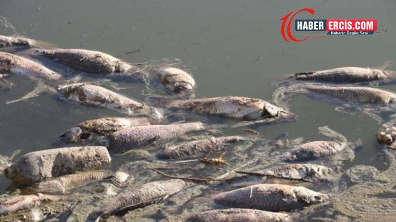 Erciş'te Zilan Çayı’nda toplu balık ölümleri!