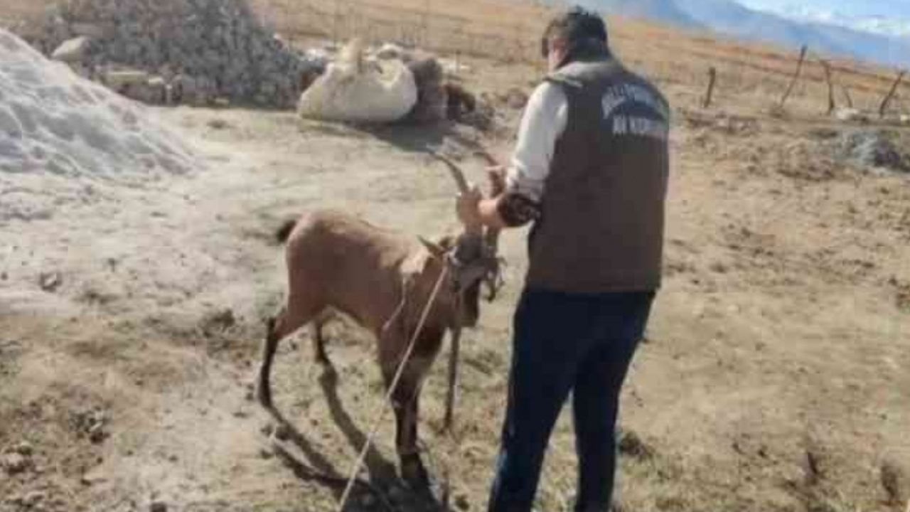 Van'da dağ keçisi camı kırıp eve girdi