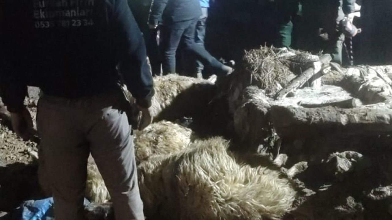 Van'da Yıkılan ahırın altında kalan çok sayıda hayvan öldü