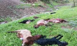Kurt sürüsü 30 keçiyi öldürdü