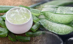 Aloe Vera nedir, Faydaları nelerdir?