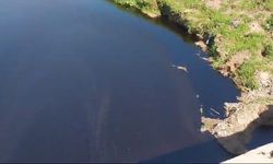 Sulama barajına petrol karıştı: Hayvanlar zehirlendi