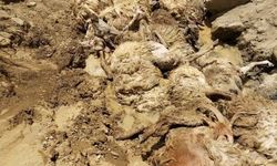 Van'da uçuruma atlayan 28 koyun öldü