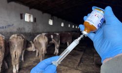 Muğla'da 11 mahalle karantinaya alındı