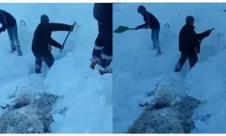 Gürpınar’da çığ felaketi: Onlarca hayvan telef oldu