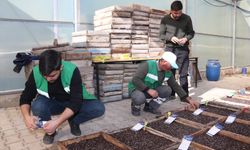 Edremit Belediyesi yüzlerce süs bitkisi ve çiçek tohumunu toprakla buluşturdu