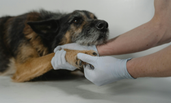 Nöbetçi Veteriner İstanbul: Travmada İlk Yardım Adımları