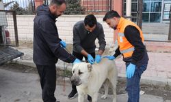 Edremit Belediyesi sahipsiz hayvanlar için sahiplendirme kampanyası başlattı
