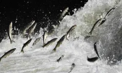 İnci kefalinin zorlu göçü başlıyor: Uzmanlardan kritik uyarı