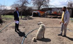 Tuşba Belediyesi sahipsiz köpekler için kırsalda kayıt ve kontrol çalışması başlattı