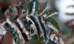 Tarım ve Orman Bakanlığı’ndan üreticilere uyarı: Olumsuz hava koşullarına karşı tedbir alın