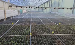 Edremit Belediyesi, yeşil alanlar için tohum üretimini artırıyor