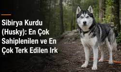 Sibirya Kurdu (Husky): En Çok Sahiplenilen ve En Çok Terk Edilen Irk