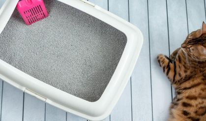 Kedi İçin İnce Kum Mu Kalın Kum Mu?
