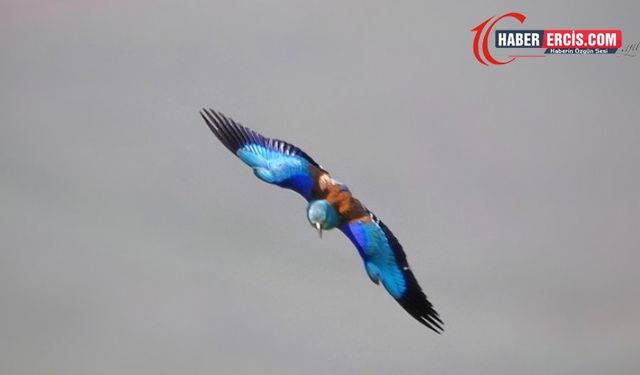 Gökkuzgun kuşu Van'da Erçek Gölü’nde görüntülendi